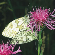 Schachbrettfalter an Flockenblume